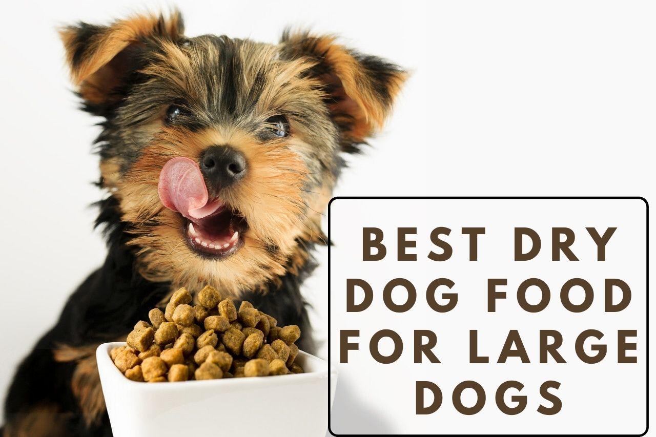 Best Dry Dog Food for Large Dogs