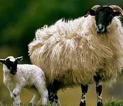 Image description: a large fluffy horned sheep with curly cream-colored wool and a black face and legs, standing beside a baby lamb with the same coloring.